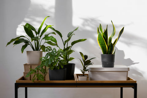 Indoor Plants