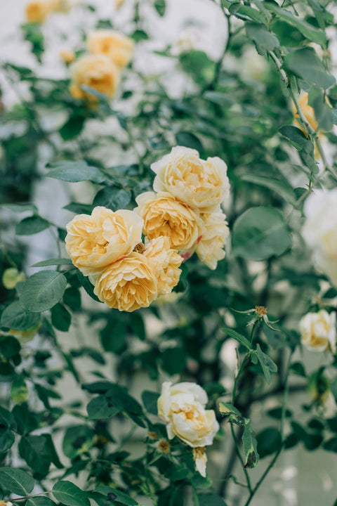 Flowering Plants