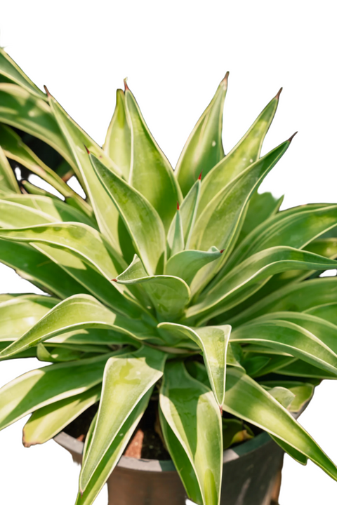 Agave