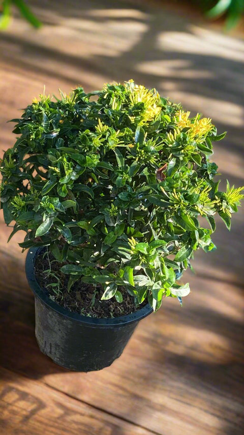 Gardenia Plant