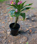 Euphorbia Plant (فربيون)