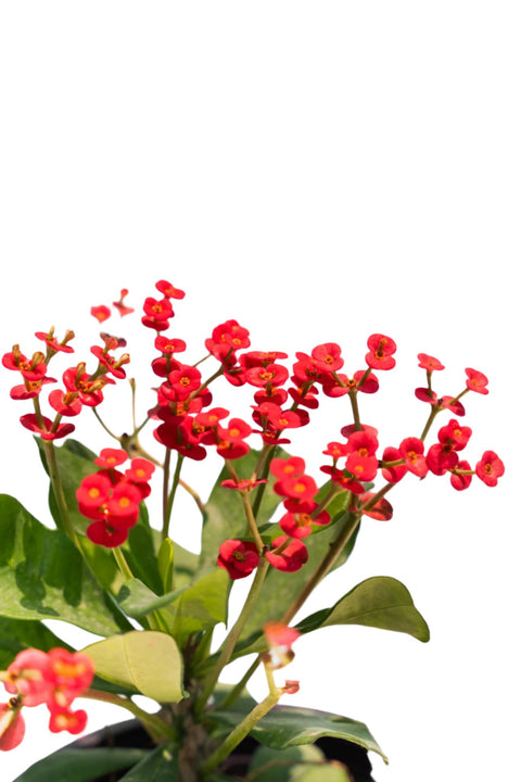 Euphorbia Red