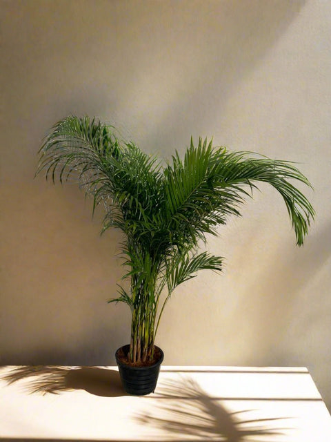 Areca Palm