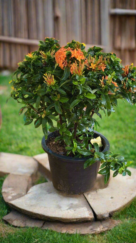 Ixora Plant - Orange