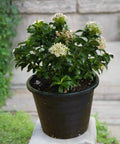 Ixora Plant (إكزورا)