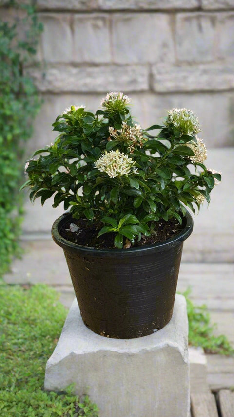 Ixora Plant (إكزورا)