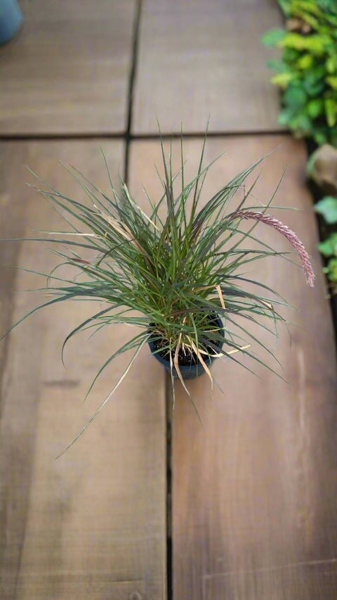 Purple Fountain Grass (الثيوم المشرقي)