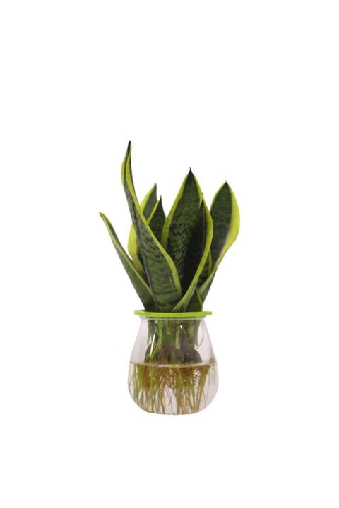 Snake plant