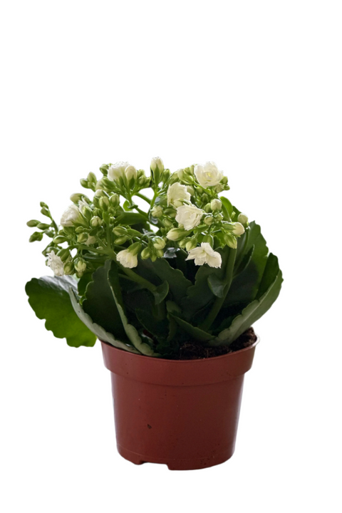 White Kalanchoe