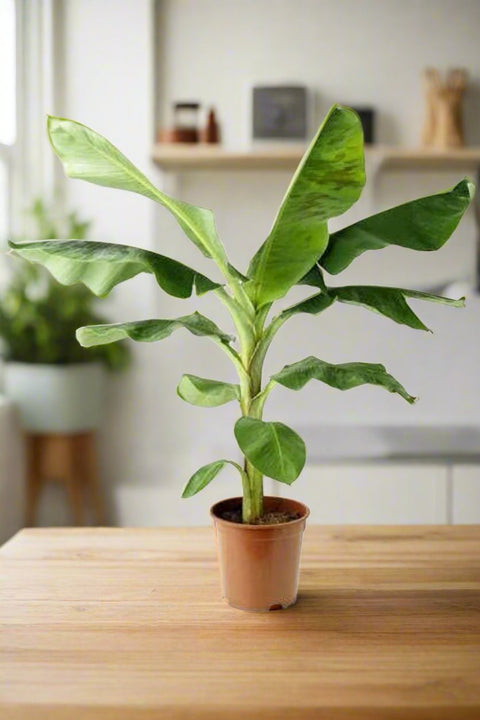 Banana plant