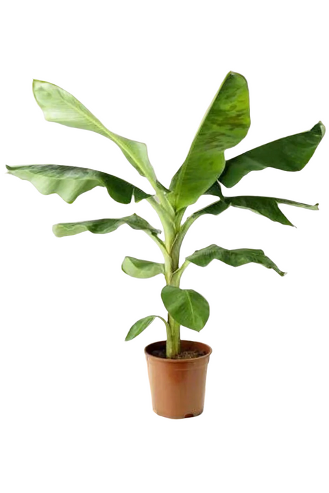 Banana plant