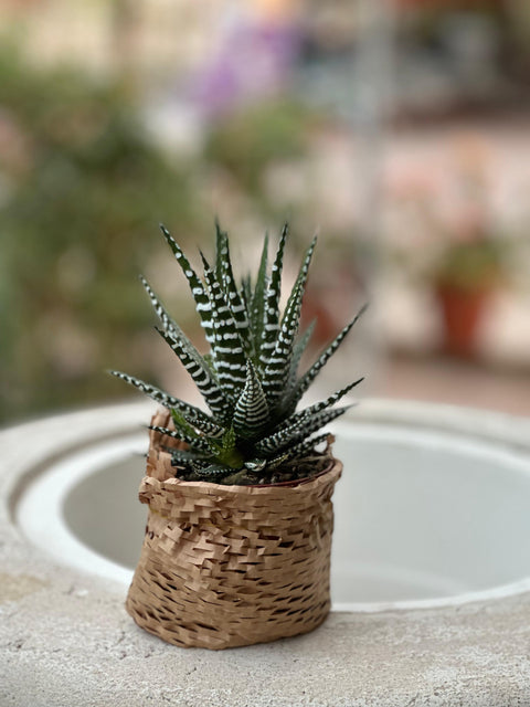 Zebra Haworthia