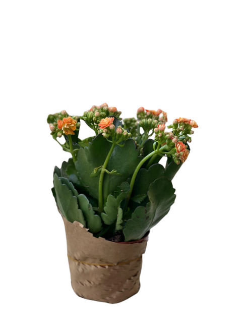 Orange Kalanchoe