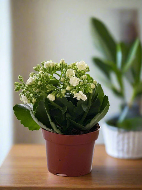 White Kalanchoe