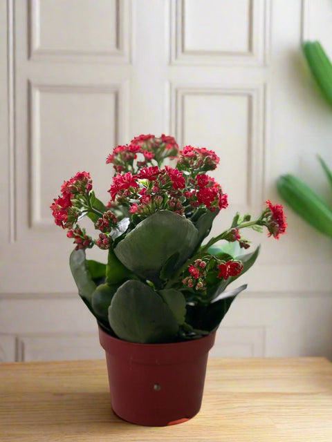 Red Kalanchoe