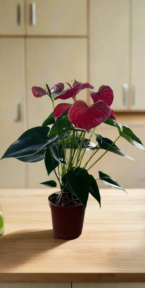 Red Anthurium andraeanum