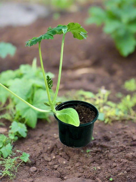 Gourd Plant