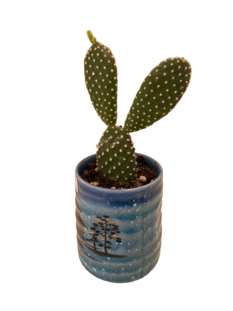 Bunny ears cactus