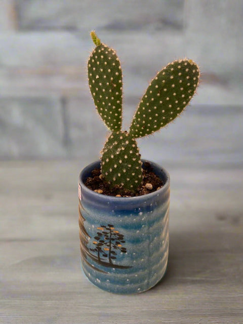 Bunny ears cactus