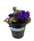 African Violet - Black pot