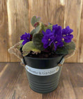 African Violet - Black pot