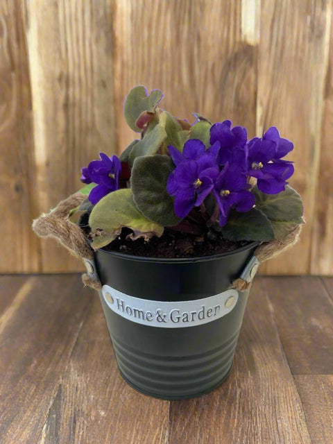 African Violet - Black pot