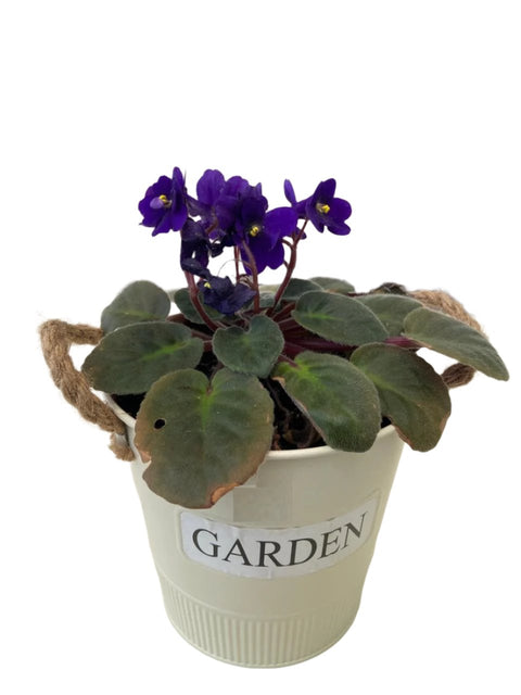 African Violet