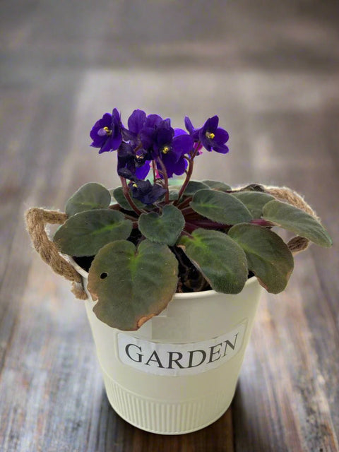 African Violet