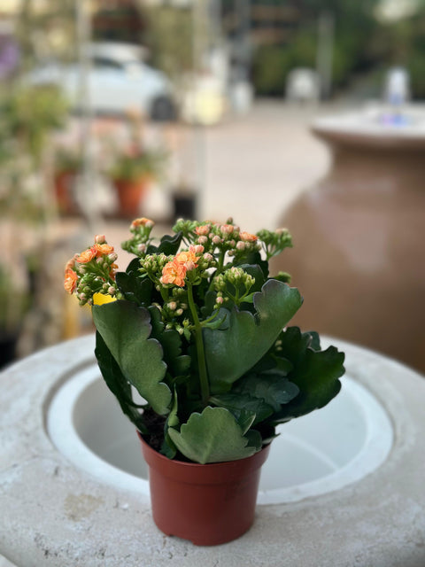 Orange Kalanchoe