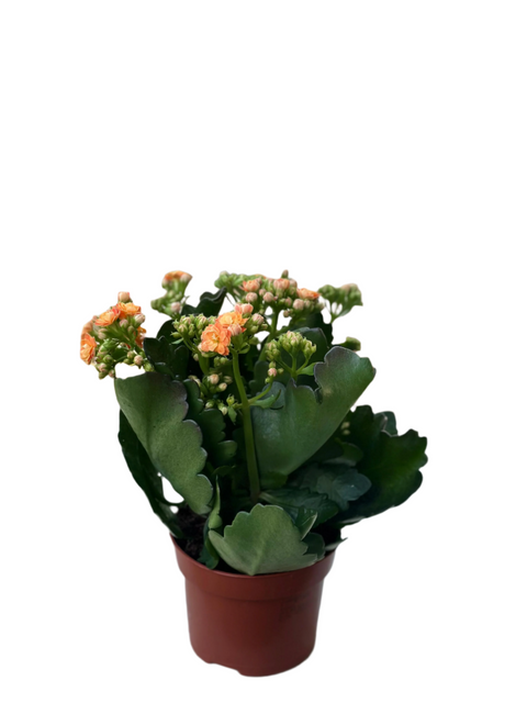 Orange Kalanchoe