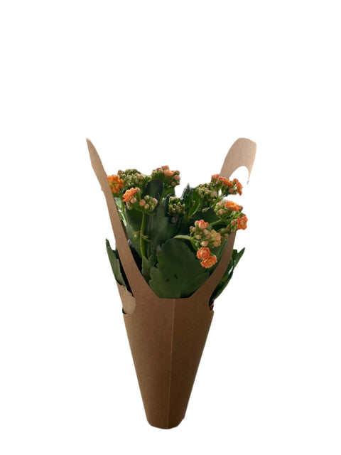 Orange Kalanchoe