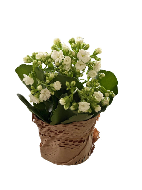 White Kalanchoe