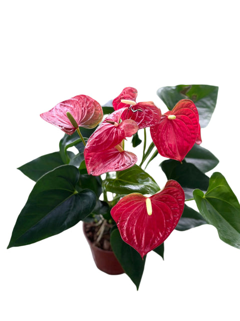 Red Anthurium andraeanum