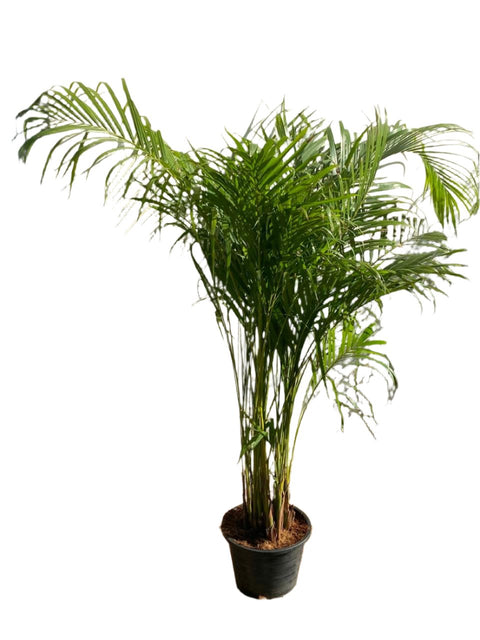 Areca Palm