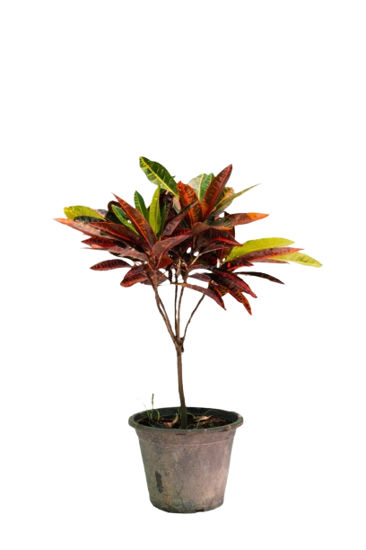 Croton Petra