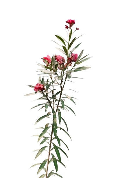 Oleander