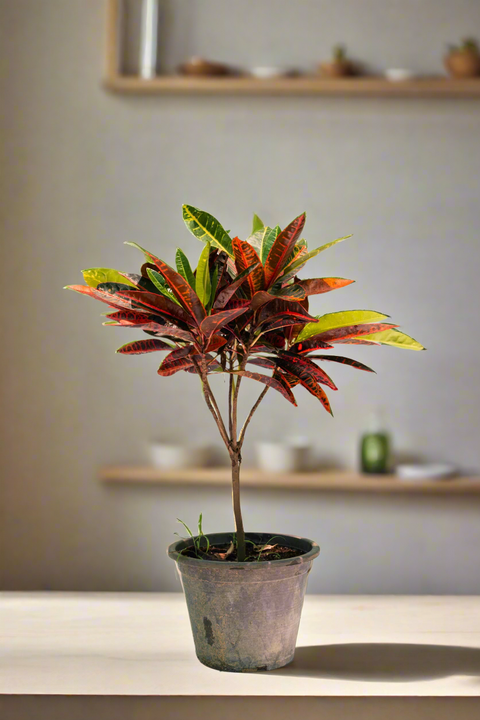 Croton Petra