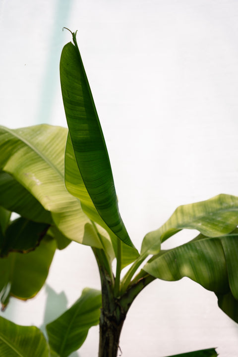 Banana plant